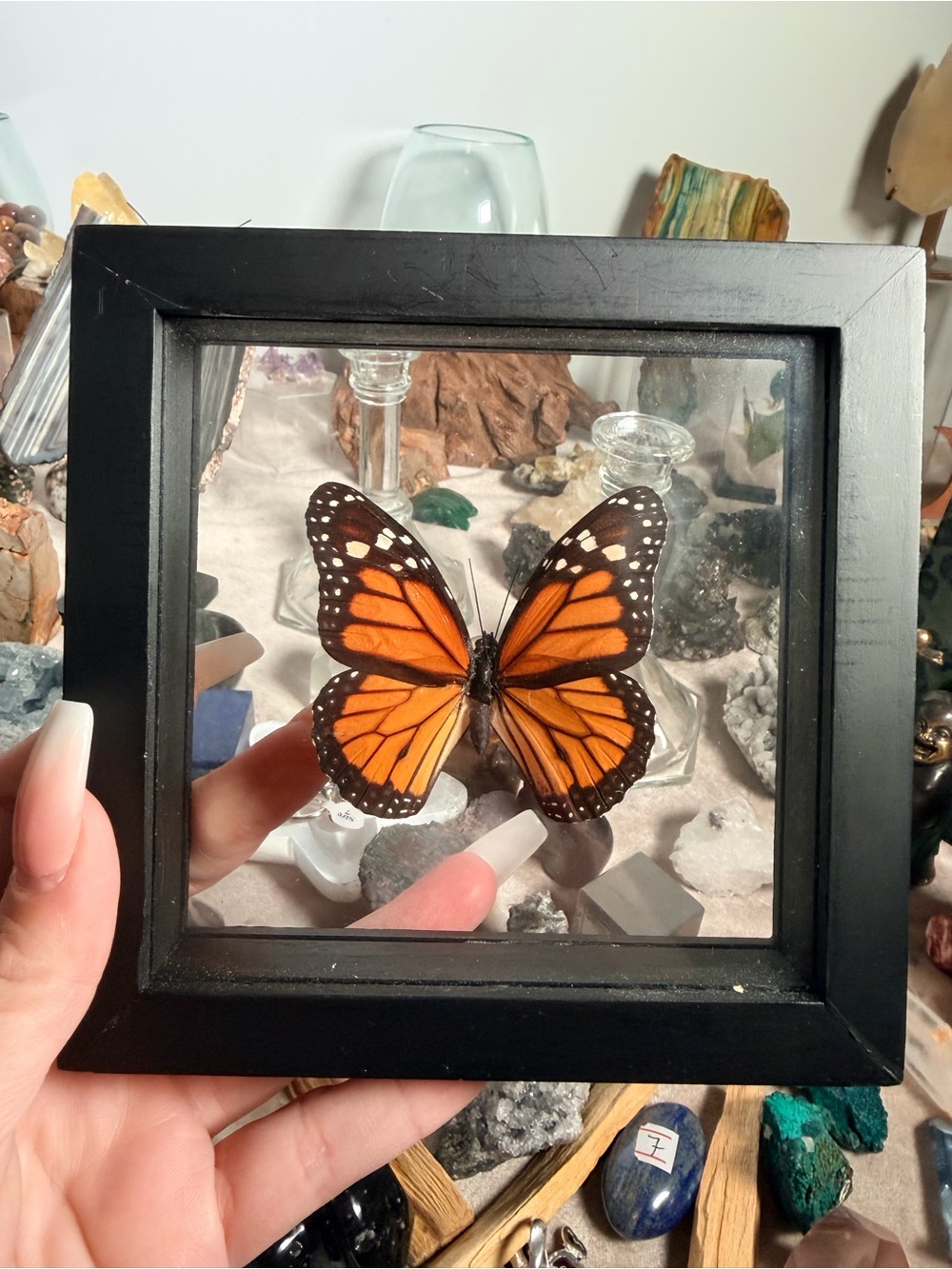 Framed Orange Monarch Butterfly  Shadow Box - Home Accents bundle